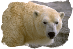 Random Image