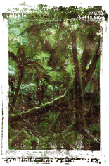 Jungle Photo Transfer